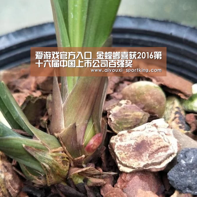 爱游戏官网